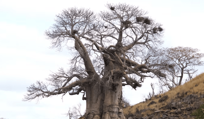 Socotra Island