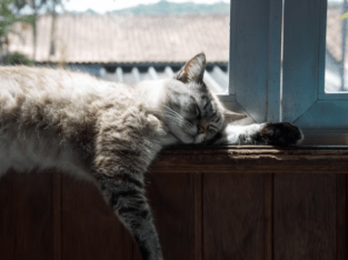 Tashirojima (“Cat island”)