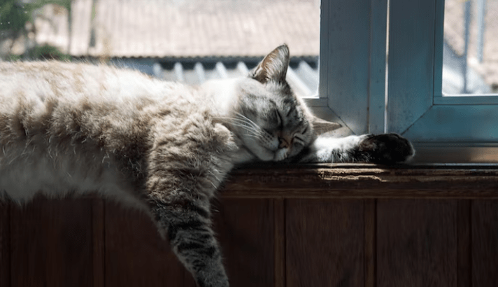 Tashirojima (“Cat island”)