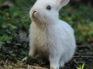 Okunoshima / Usagi Shima (“Rabbit Island”)