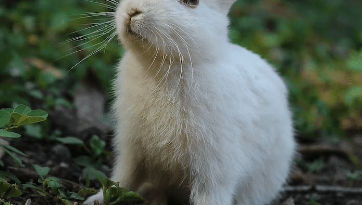 Okunoshima / Usagi Shima (“Rabbit Island”)