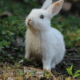 Okunoshima / Usagi Shima (“Rabbit Island”)