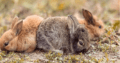 Okunoshima / Usagi Shima (“Rabbit Island”)