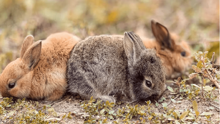 Okunoshima / Usagi Shima (“Rabbit Island”)