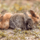 Okunoshima / Usagi Shima (“Rabbit Island”)